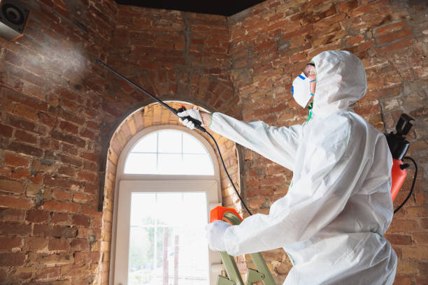 Best Mold Damage Restoration in USA